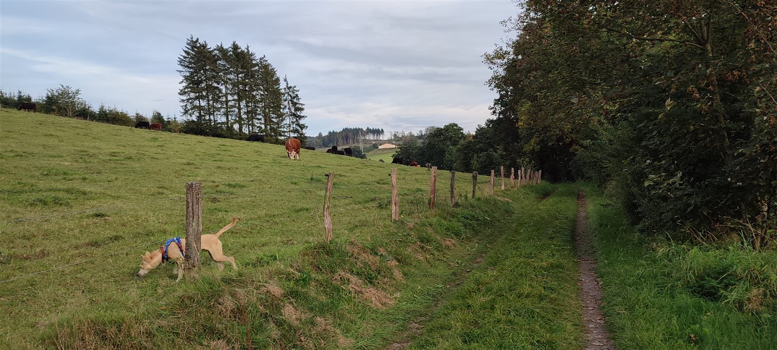 Wanderweg am Waldrand bei Fleckenberg